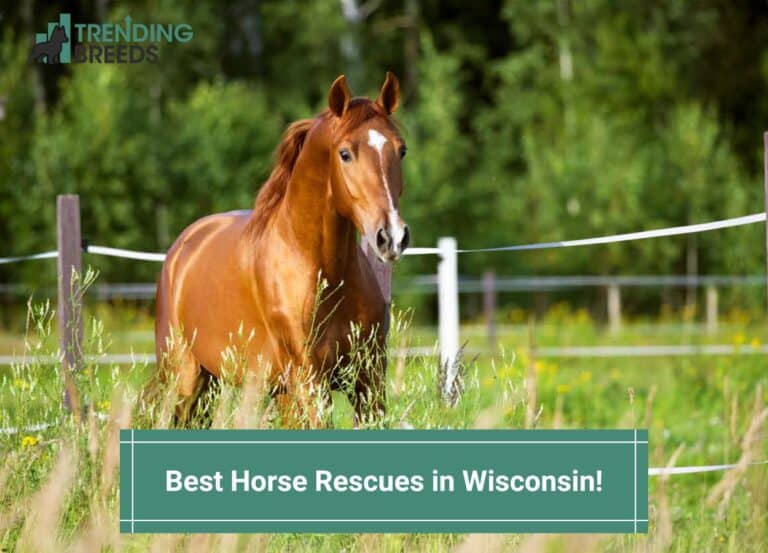 The 7 Best Horse Rescues in Wisconsin! (2024)