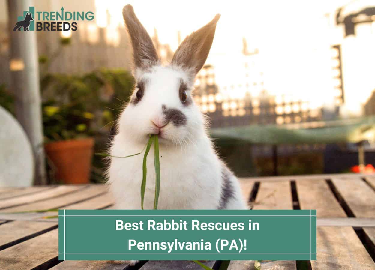 10 Best Rabbit Rescues in Pennsylvania (PA)! (2024)