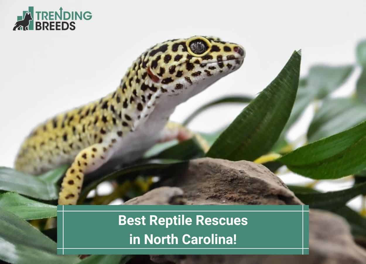 Best Reptile Rescues in North Carolina-template | Trending Breeds