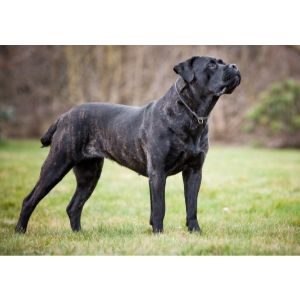 Black-Brindle-Cane-Corso