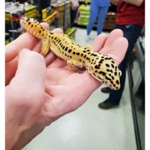 Reptile Rescue Center | Trending Breeds