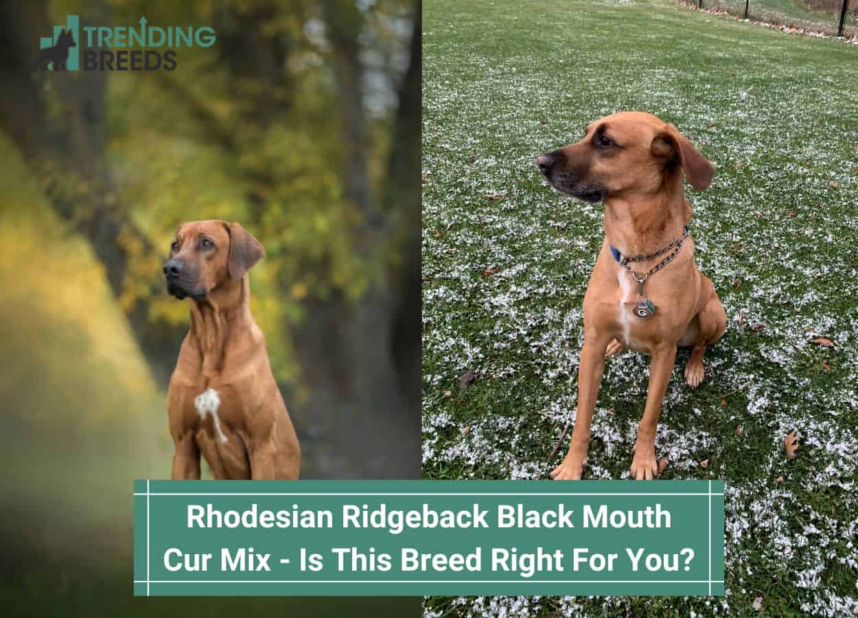ridgeback dog mix