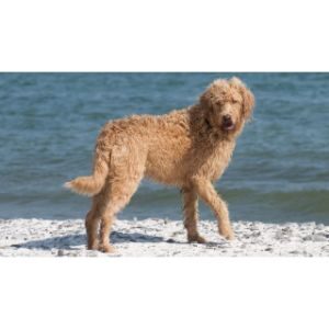 Rhodesian-Ridgeback-Poodle-Mix