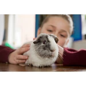 The-Cozy-Cavy-Guinea-Pig-Rescue