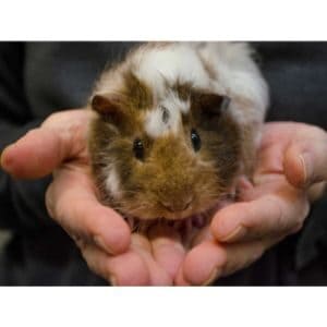 The-Royal-Cavy-Guinea-Pig-Rescue-Inc