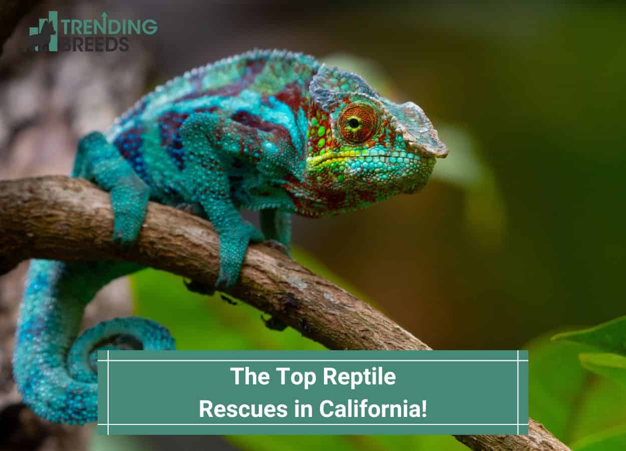 The Top Reptile Rescues in California-template | Trending Breeds