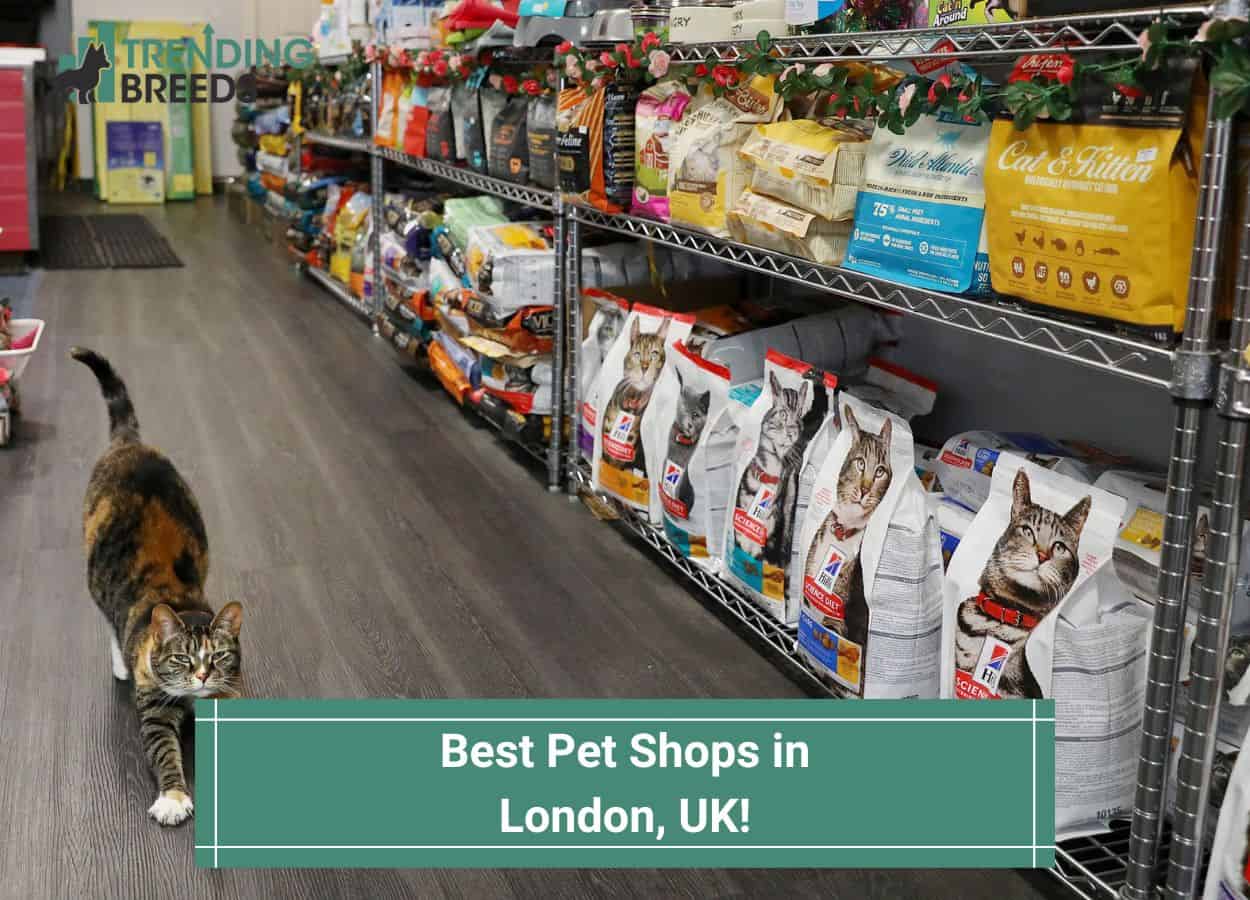 Best Pet Shops in London, UKtemplate Trending Breeds