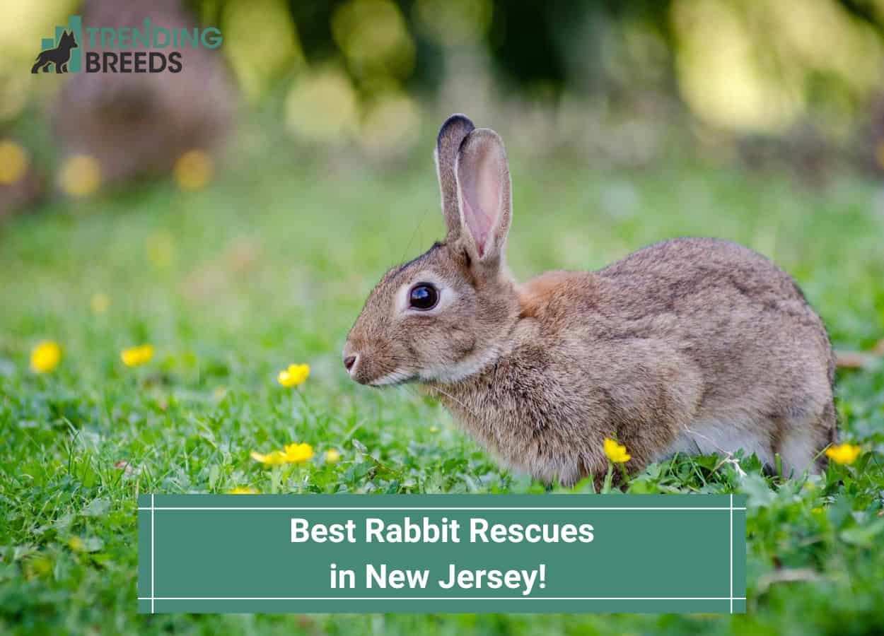 Rabbit for adoption - Serama , a Bunny Rabbit in Jersey City, NJ