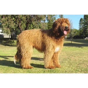 Standard-Labradoodle