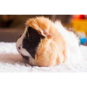 The-Cozy-Cavy-Guinea-Pig-Rescue