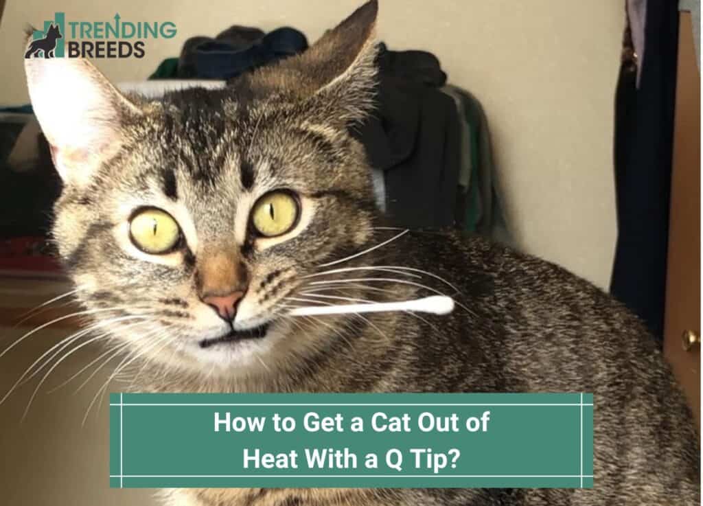 How to Get Cat Out of Heat with a Q Tip? Step By Step Guide! (2023)