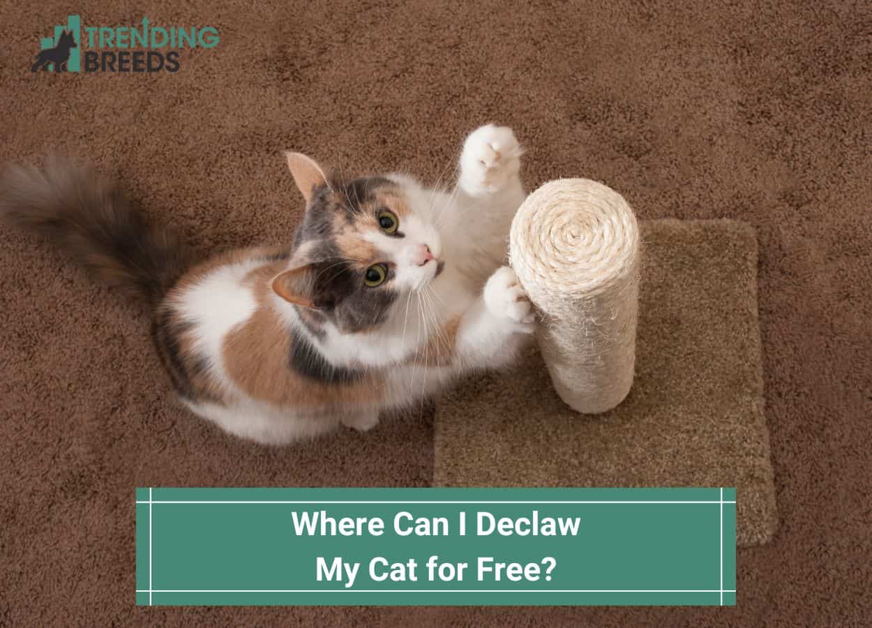 where-can-i-declaw-my-cat-for-free-template-trending-breeds