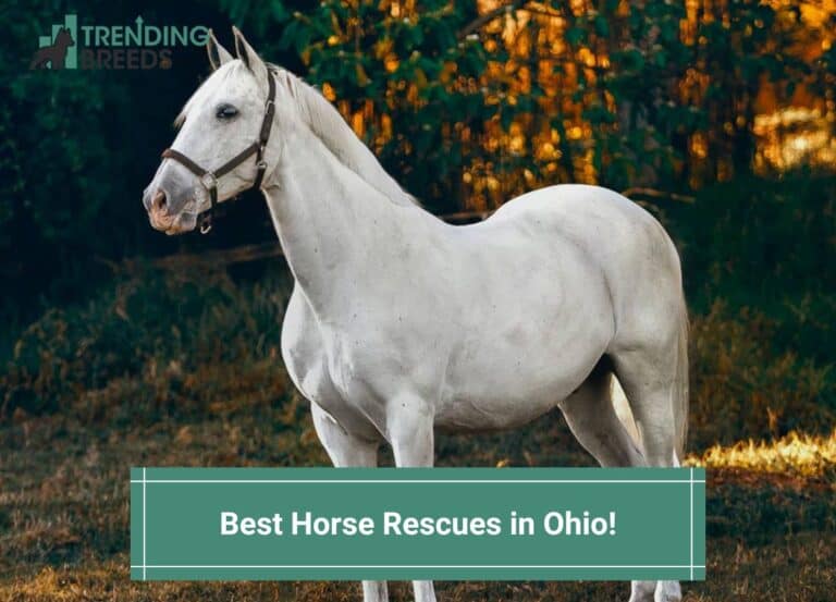 5 Best Horse Rescues in Ohio! (2024)