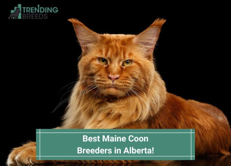 Best Maine Coon Breeders In Alberta Template 768x553 