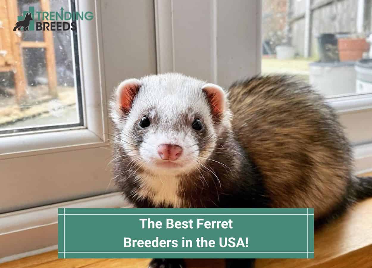 The 6 Best Ferret Breeders in the USA! (2024)