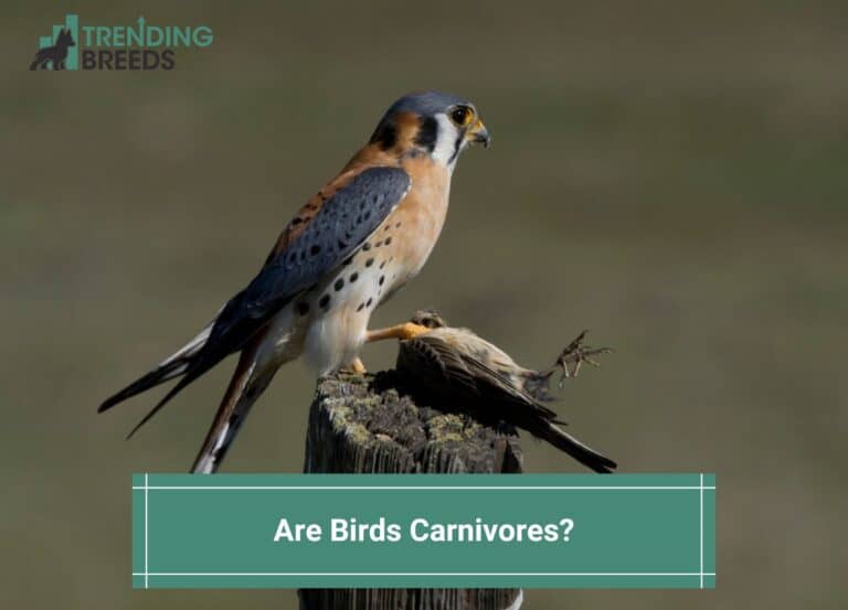 are-birds-carnivores-2023