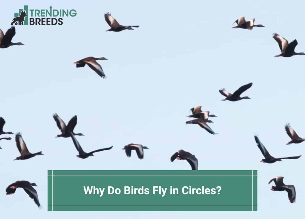 Why Do Birds Fly in Circles-template | Trending Breeds