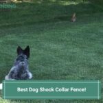 Best Dog Shock Collar Fence-template