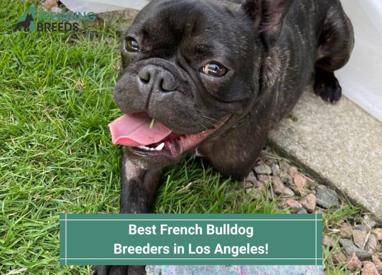 4 Best French Bulldog Breeders in Los Angeles! (2023)