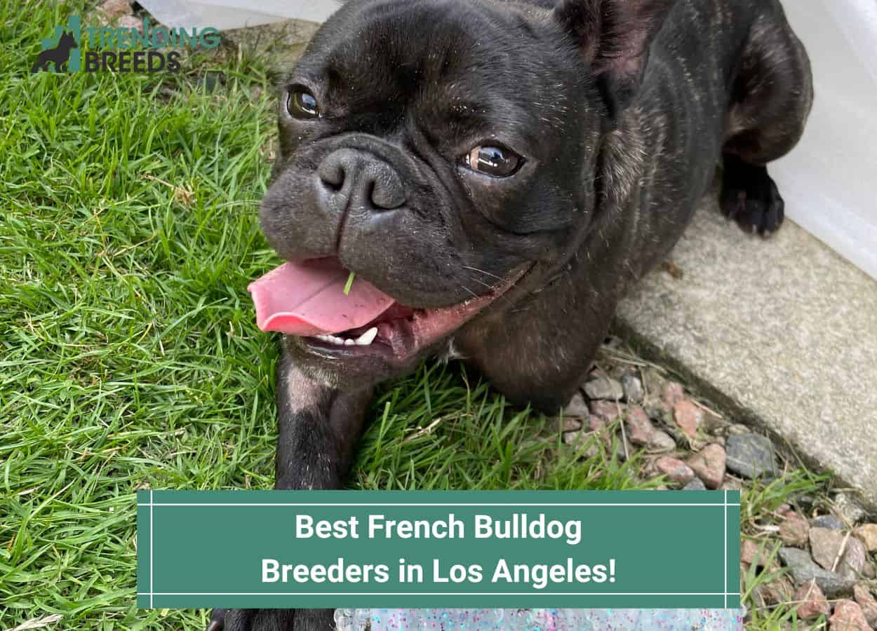 4 Best French Bulldog Breeders in Los Angeles! (2023)