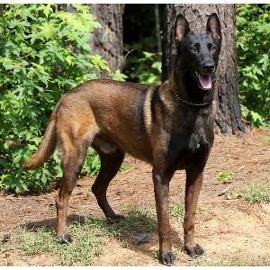 Dark-Malinois