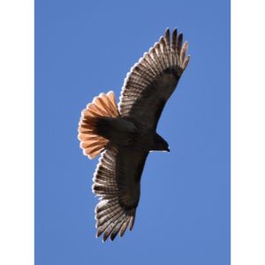 Red-tailed-Hawk