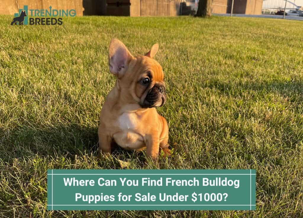 French Bulldog | Trending Breeds