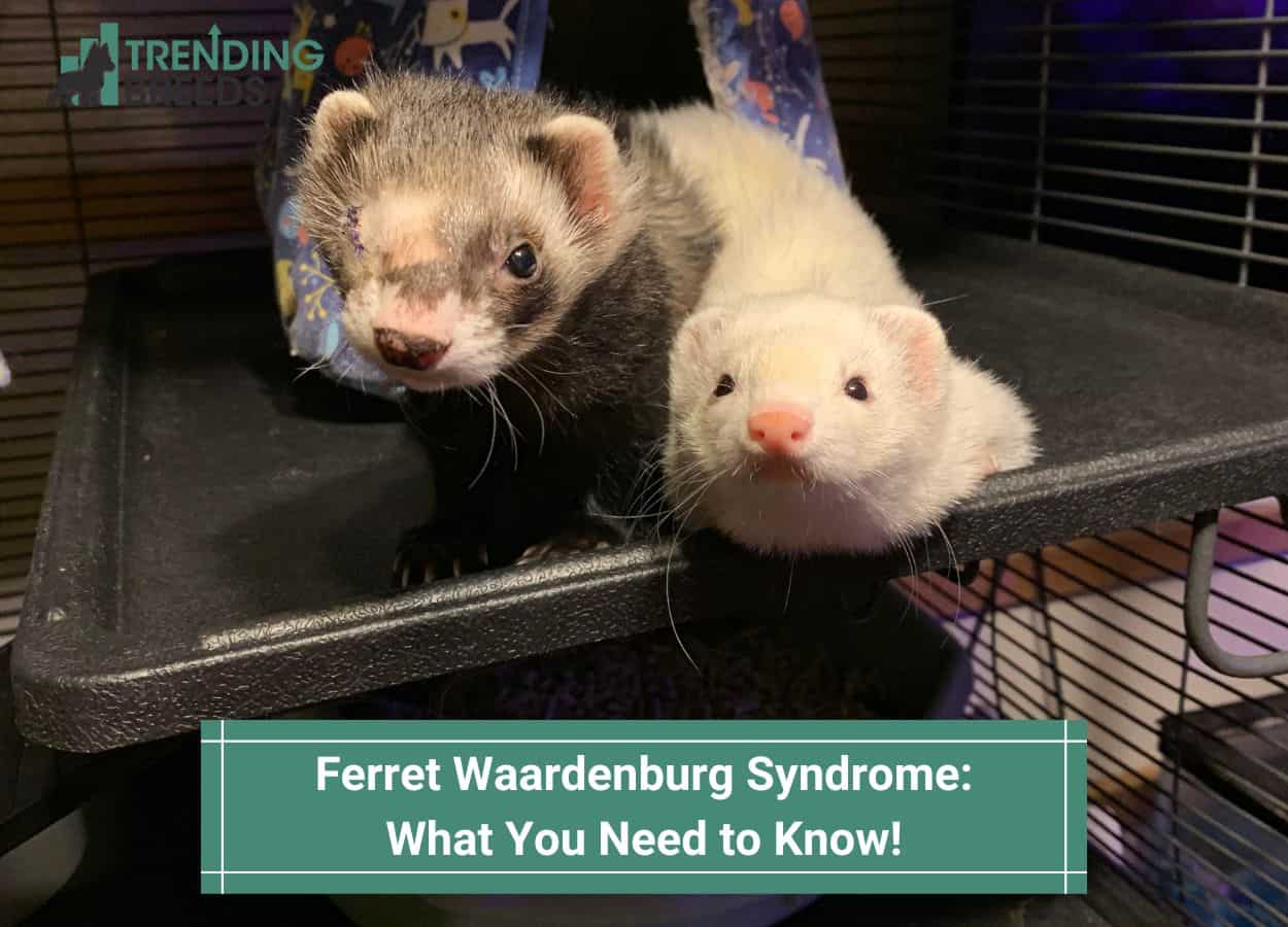 Ferret Waardenburg Syndrome: What You Need to Know! (2024)